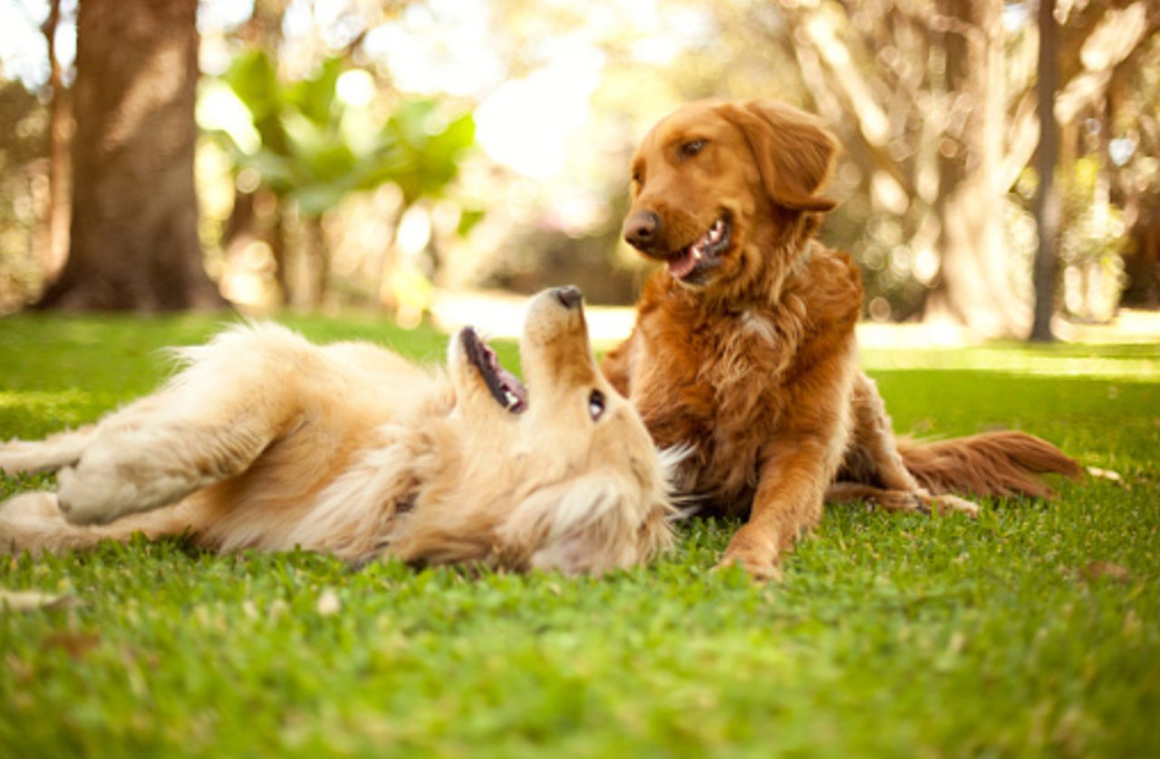 dogs playing